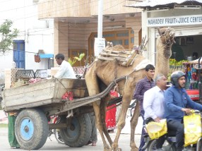 camel cart