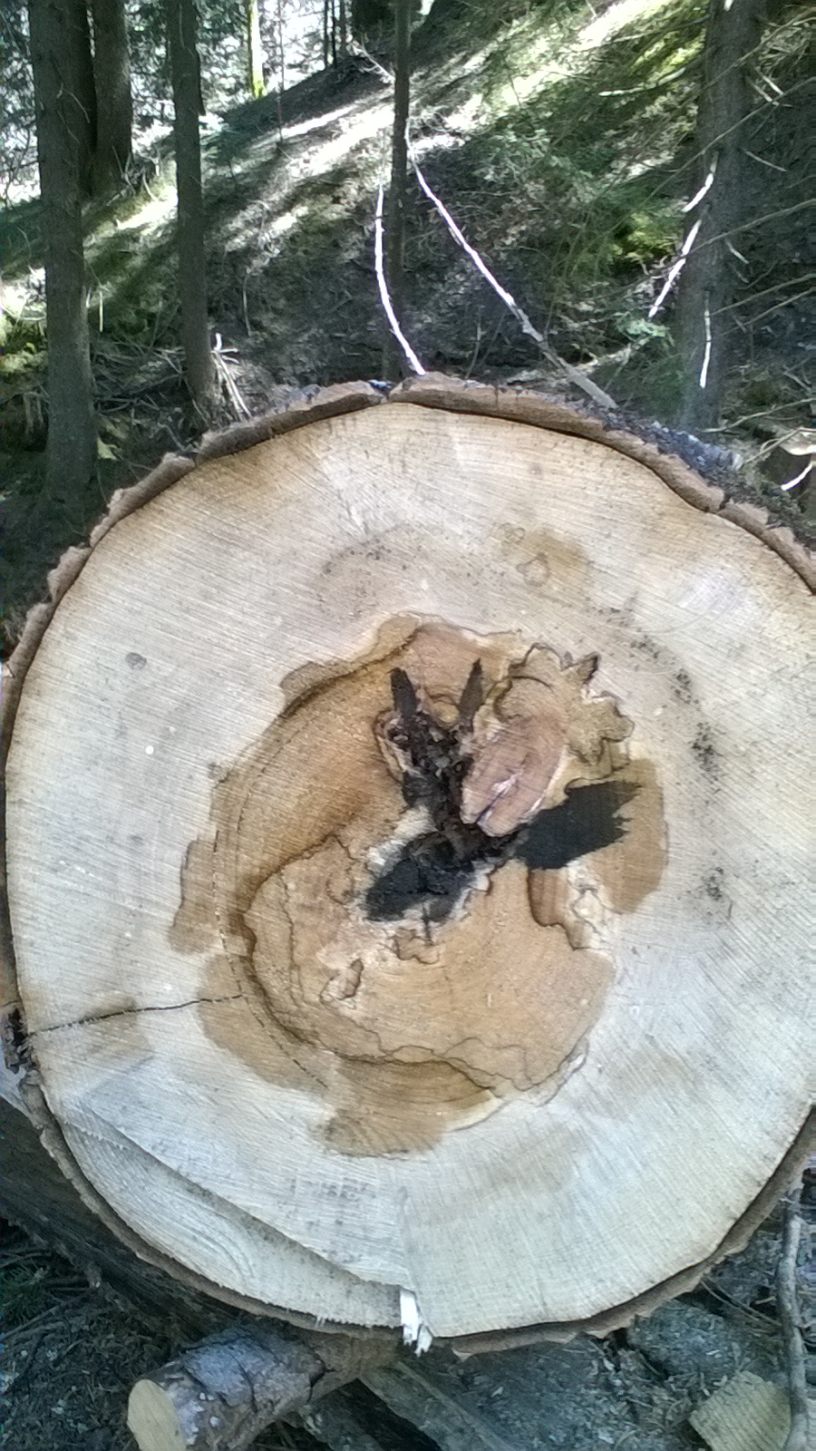 WP_20160506_13_15_00_Pro